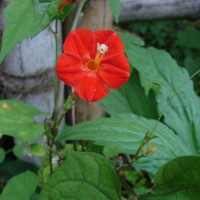 Ipomoea hederifolia L.